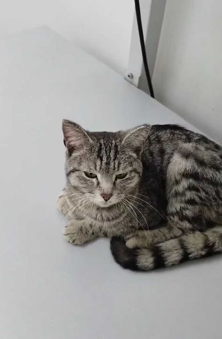 Ласковый котик ищет дом