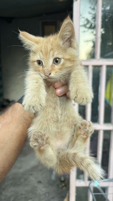 Котики 1 месяц ищут хозяев