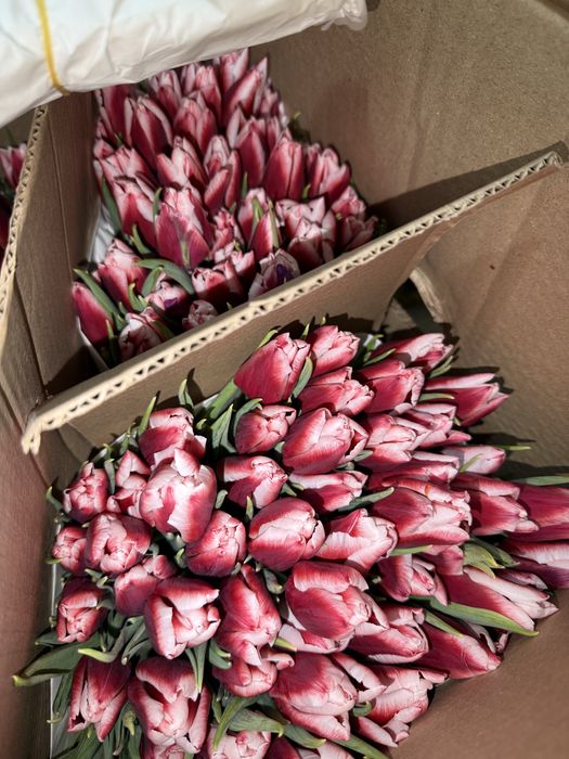 Тюльпаны свежие , более 30 видов