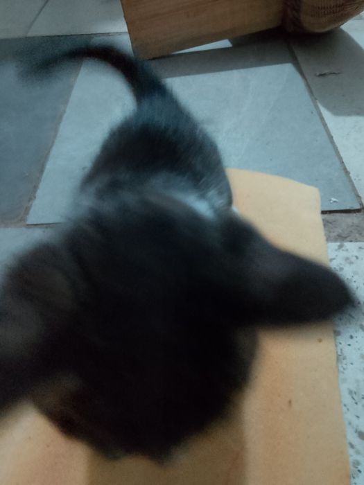 Отдам даром котенка