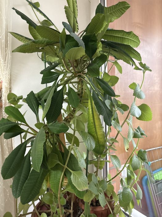 Продам цветы комнатные для дома и офиса