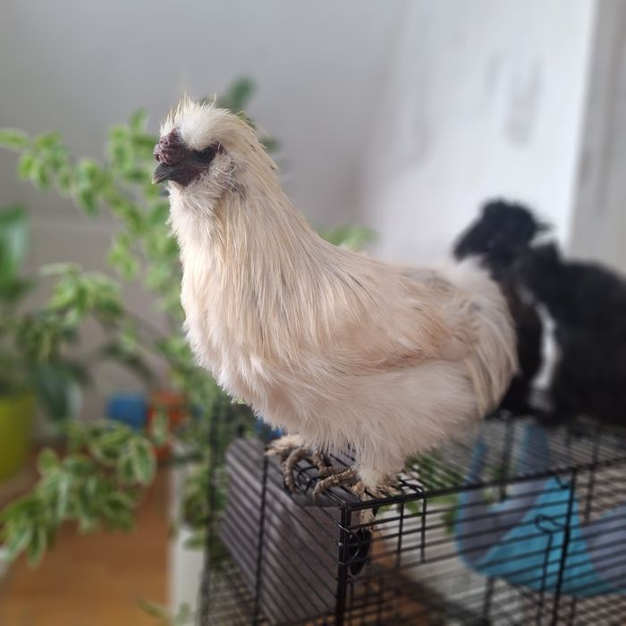 Китайские шёлковые куры