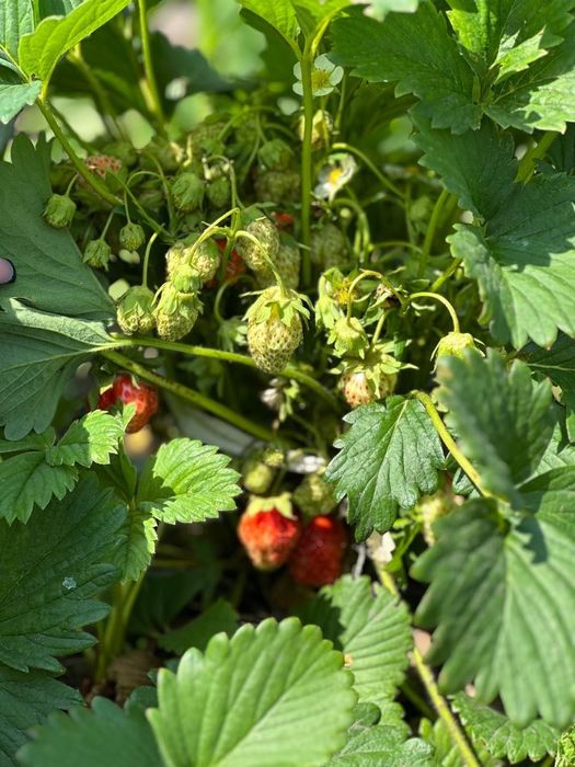 Дачный участок продам