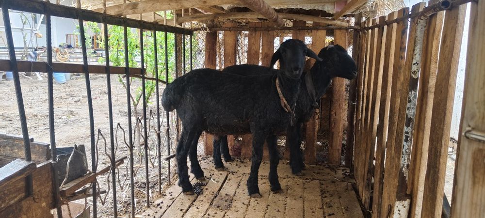 Кочкорлар сотилади