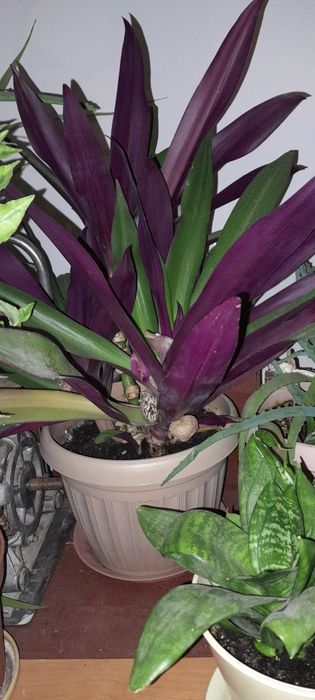 Герани, хлорофирум