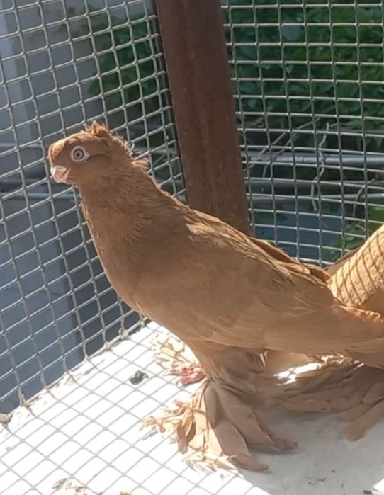 Голуби на продажу город Шымкент
