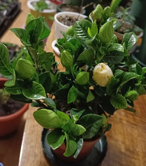 Гардения жасмновидная.