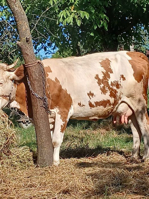 Vând doua vaci cu lapte