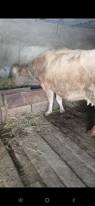 Продам корову Уштобе Исаева 45
