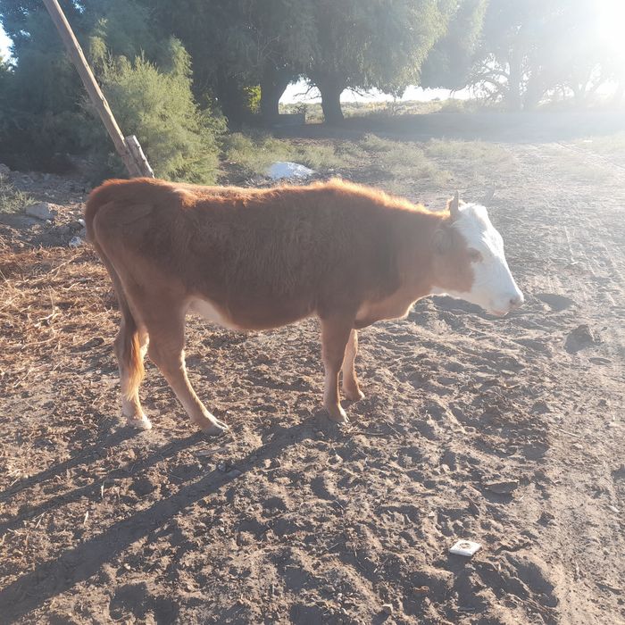 Кашар буаз сатылады