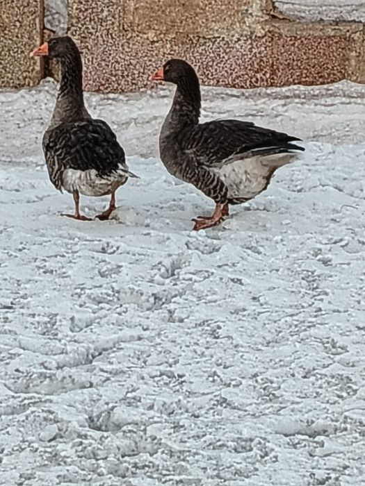 Продам Гусей  Крупно серая породы