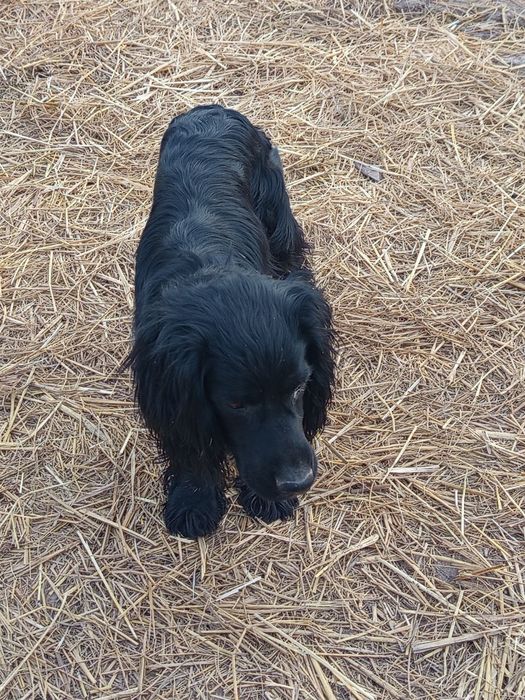 Oxotnik it bolalari  sotiladi