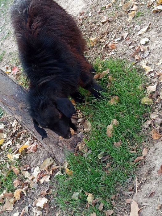 Ламанша,  1жарым жасар