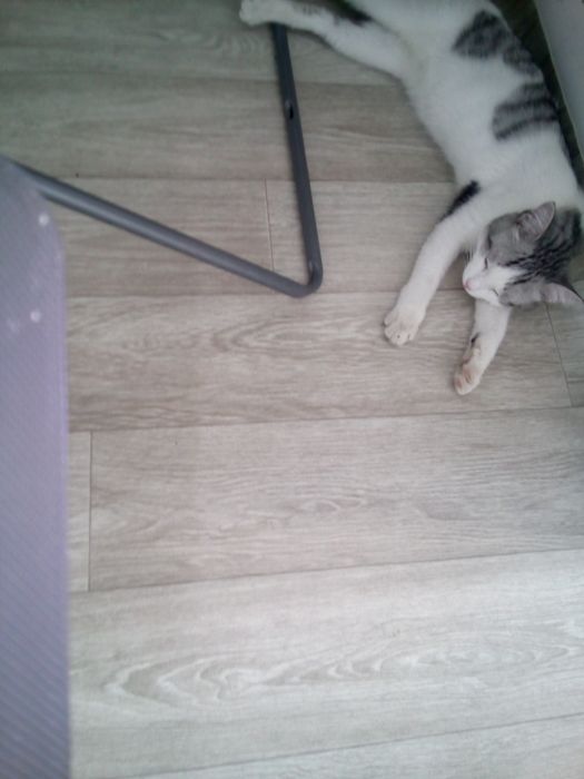 Кошка  около аосьми месяуев