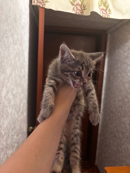 отдам котенка девочка