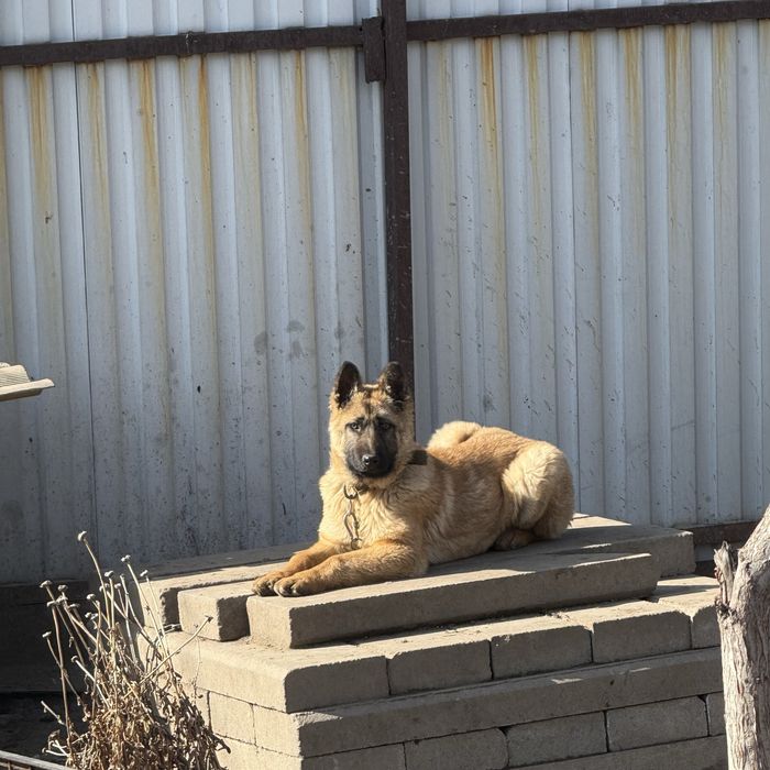 Бельгийская овчарка щенок 5 месяцев