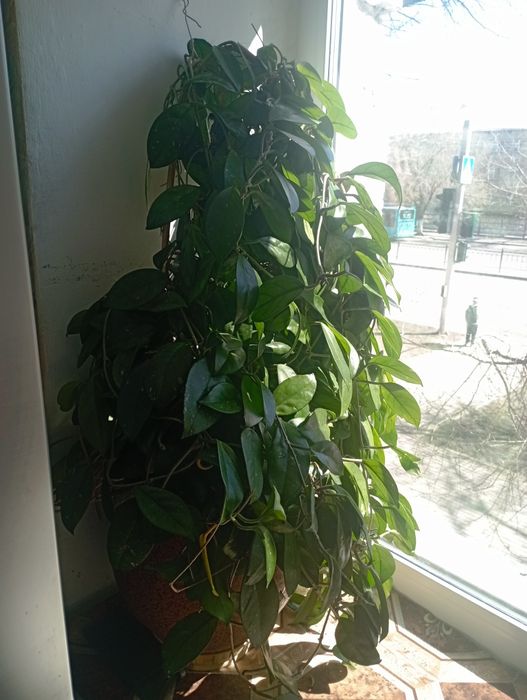 Красавица Хойя карноза