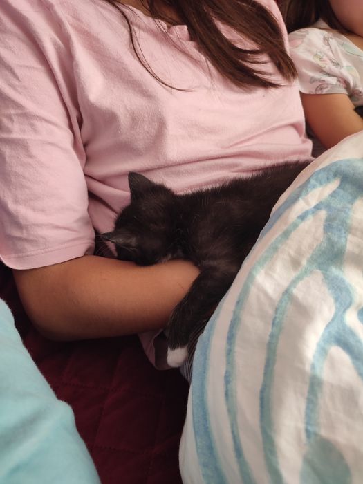 Pisicuțe pt adoptie