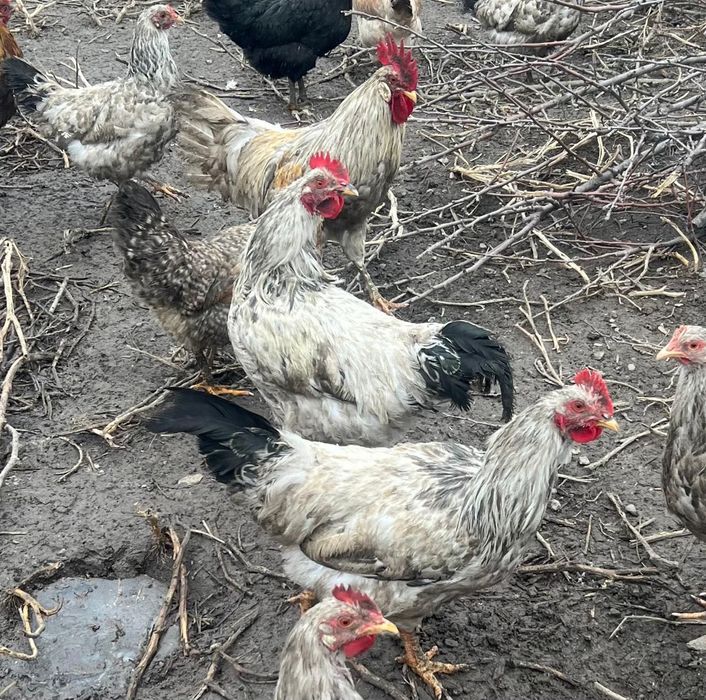 Продам домашних петухов