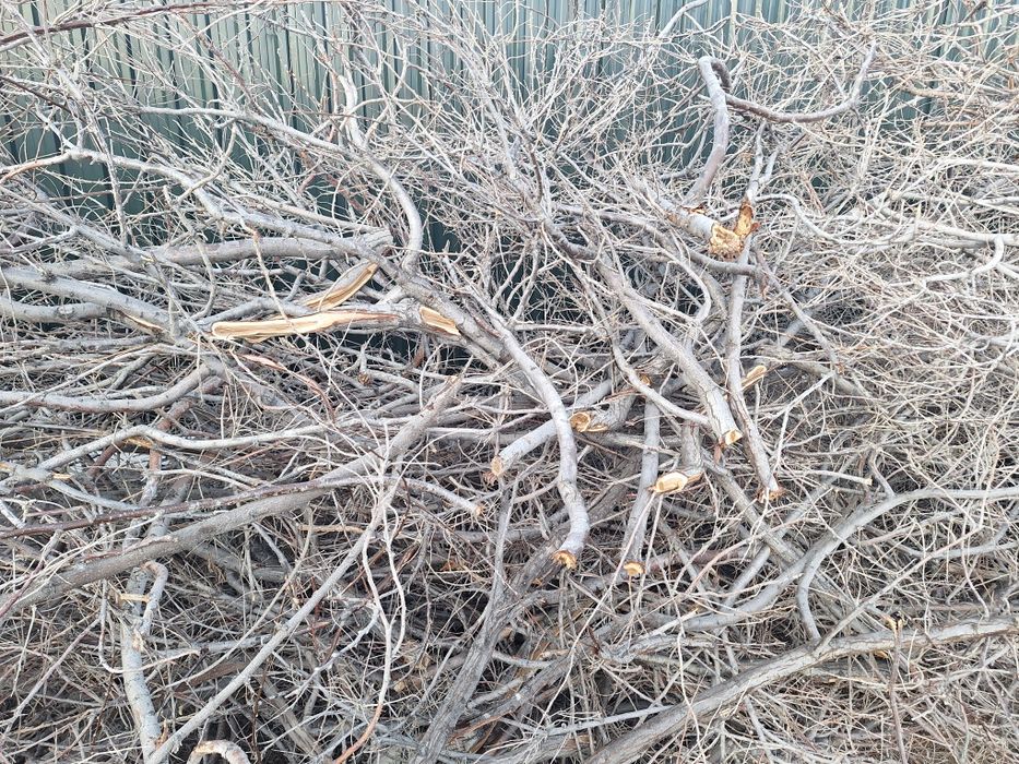 Кесілген тал отынға