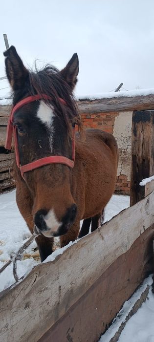 Продам кобылу 5 лет жеребая