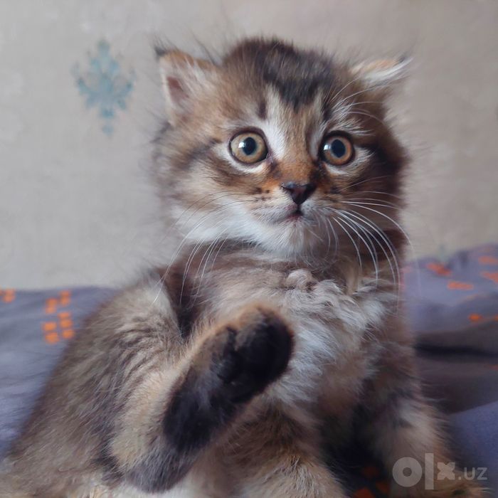 Котёнок вислоухий
