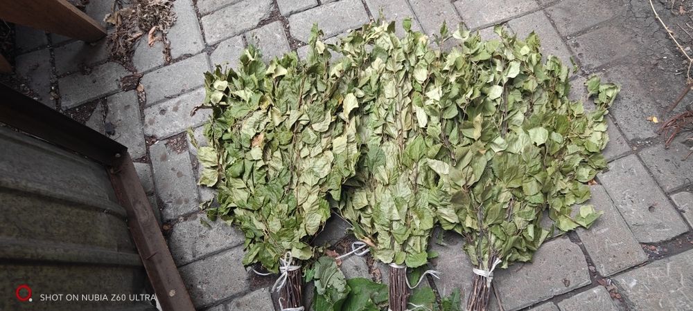 Продам веники для бани.