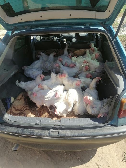 Продам Кур несушки Корал