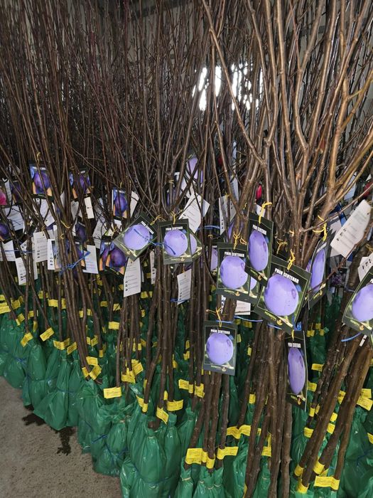 Vând pomi fructiferi