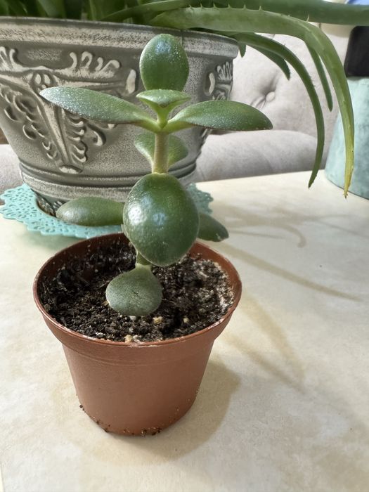 Фикус денежное дерево в подарок