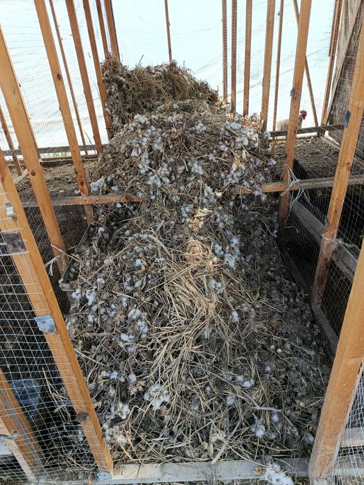 Пахтали  сифатли  чангалок