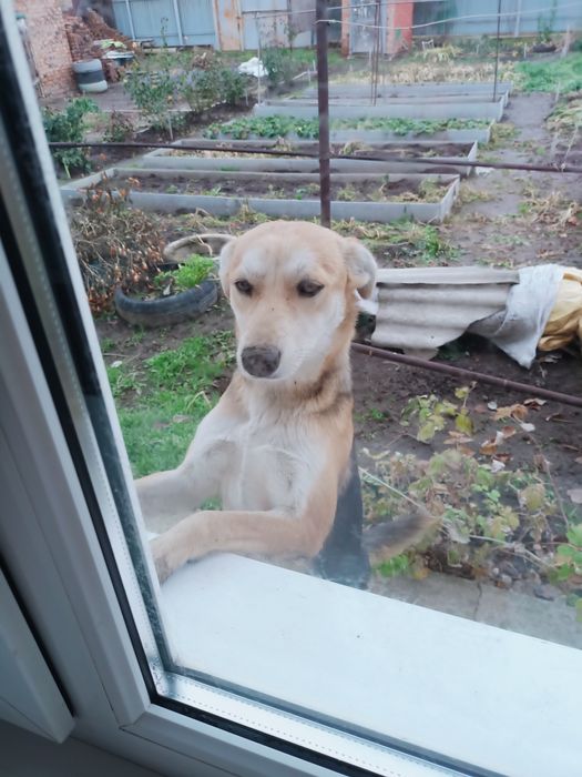 Ищет дом и любящих хозяев