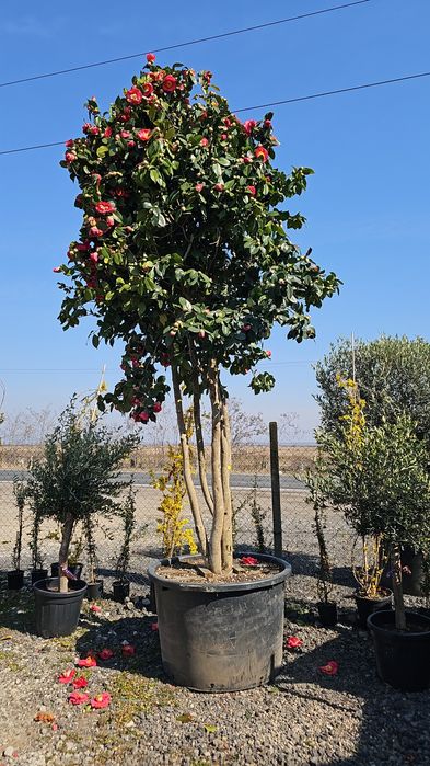Leylandi- Palmieri - Magnoli grandiflora- Liliac