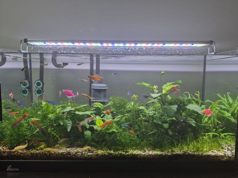 Acvariu Diversa 112L complet plantat – Eheim Professionel 4+ – Twinstar III + pești