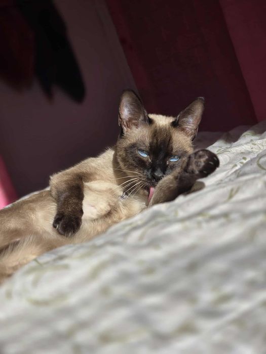 Продавам Сиамска котка