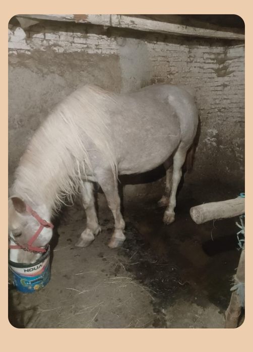 De vanzare doua iepe de 9 ani