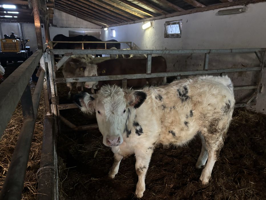 Vand vitei 19 bucati