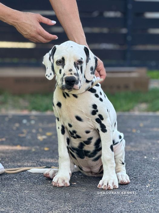 Dalmatian rasă pură cu pedigree