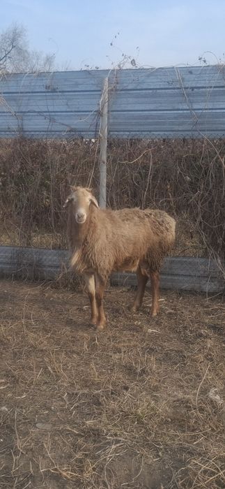 продам кошкара  за 250000т.