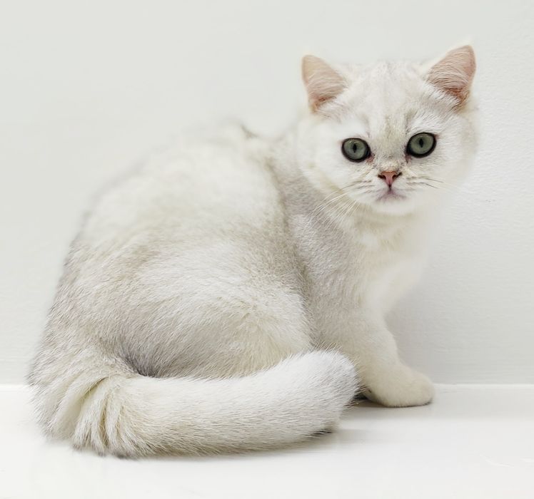 Котики  британские шиншиллы
