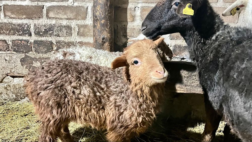 Продам овец с ягнятами