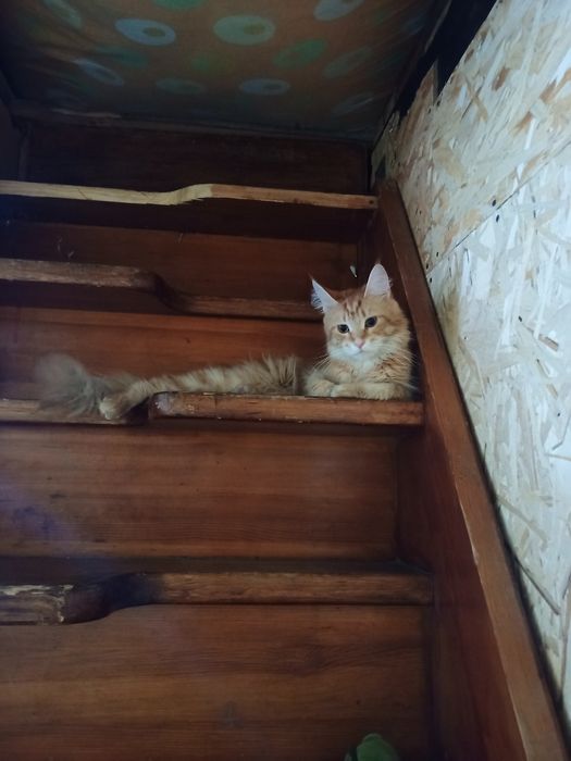 Мейн-кун продам в хорошие руки