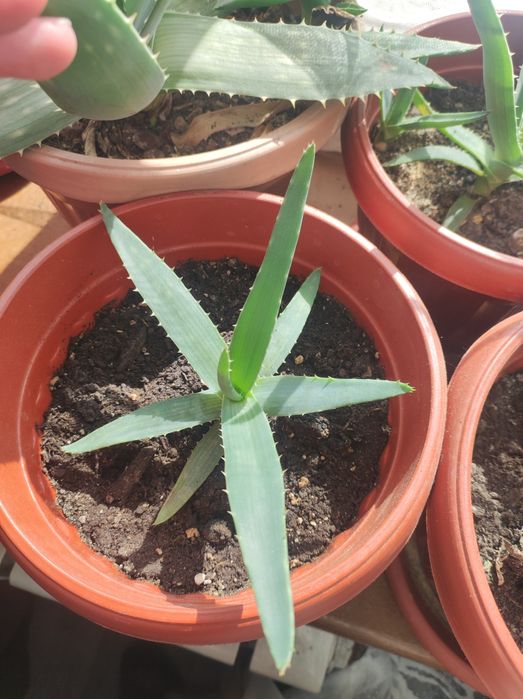 Алоэ Вера молодые