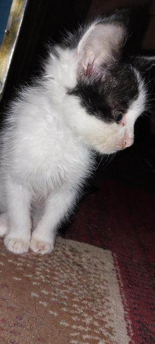 Uy mushugi kichkina ismi mosh