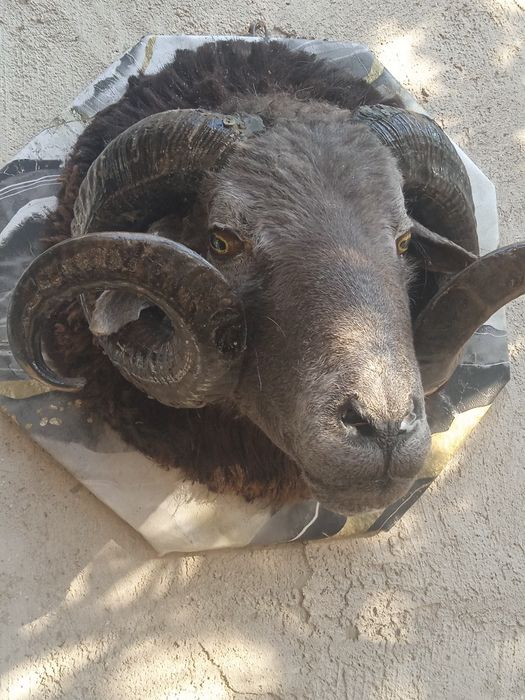 Изготовление чучело диких животных и птиц