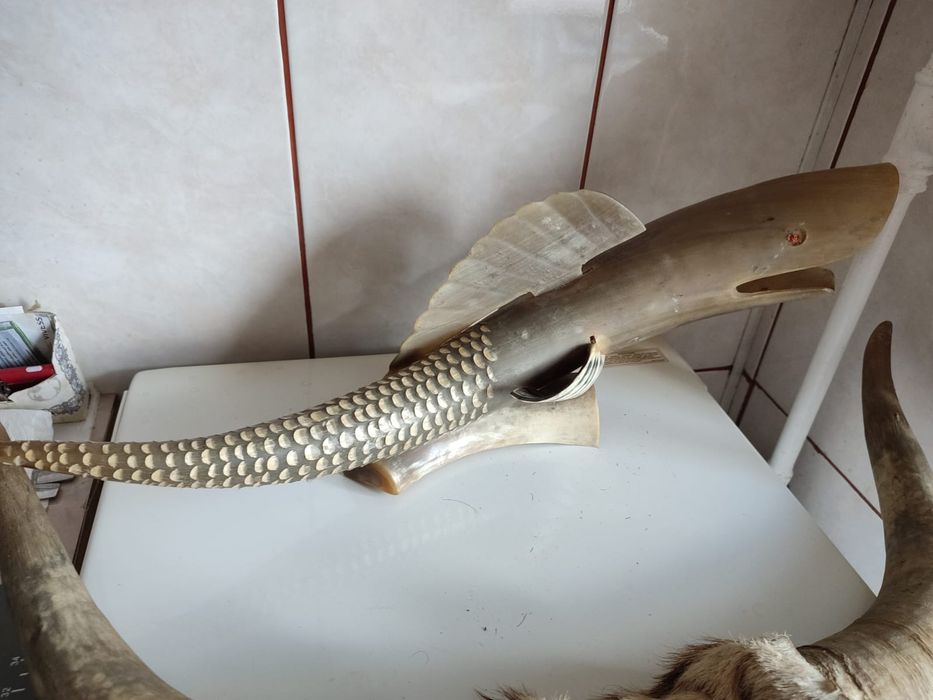 Coarne mari bivol,taur,berbec,tap