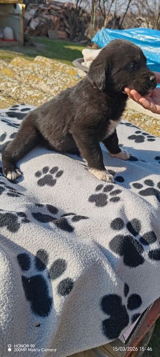 Ciobanesc corb romanesc