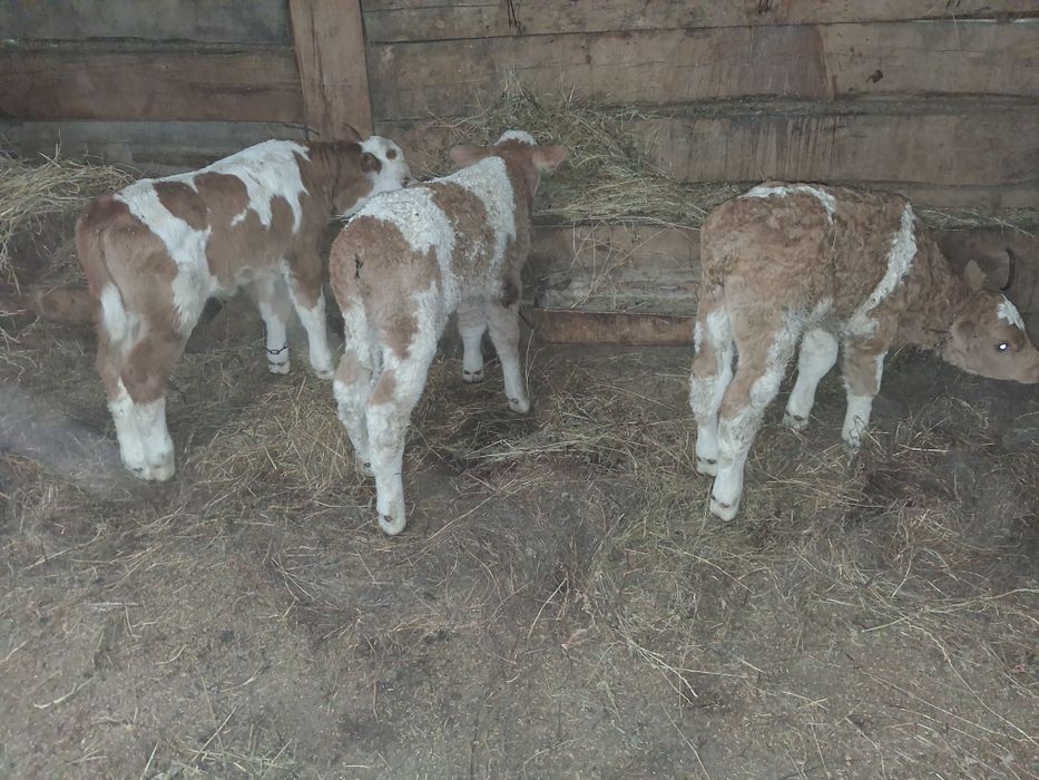 Vand 3 vitei baltati