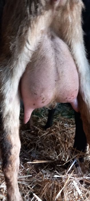 Capre anglo nubiene de lapte