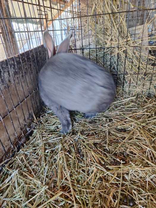 Fluture  albastru mascul